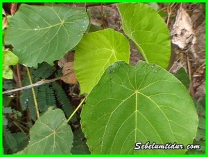 manfaat dan khasiat daun waru, kegunaan daun waru, daun waru untuk rambut